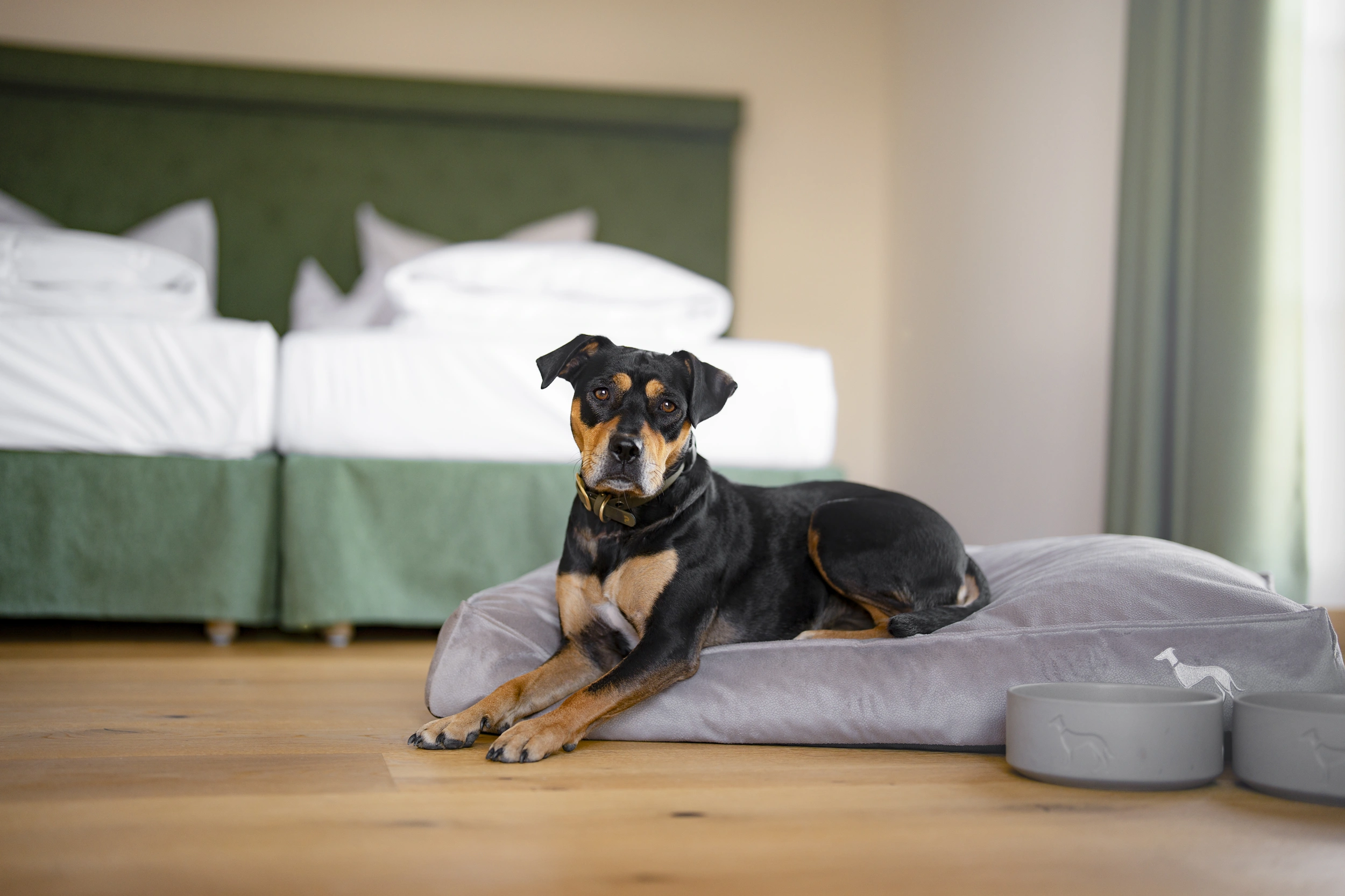 Dog lying on a dog bed with bowls in a hotel room